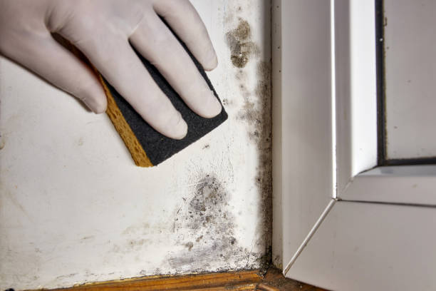 Best Mold Remediation for Healthcare Facilities  in Carrollton, MO